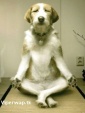 Doggieyoga ltaej89j