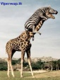 Funnyanima aqhud5if